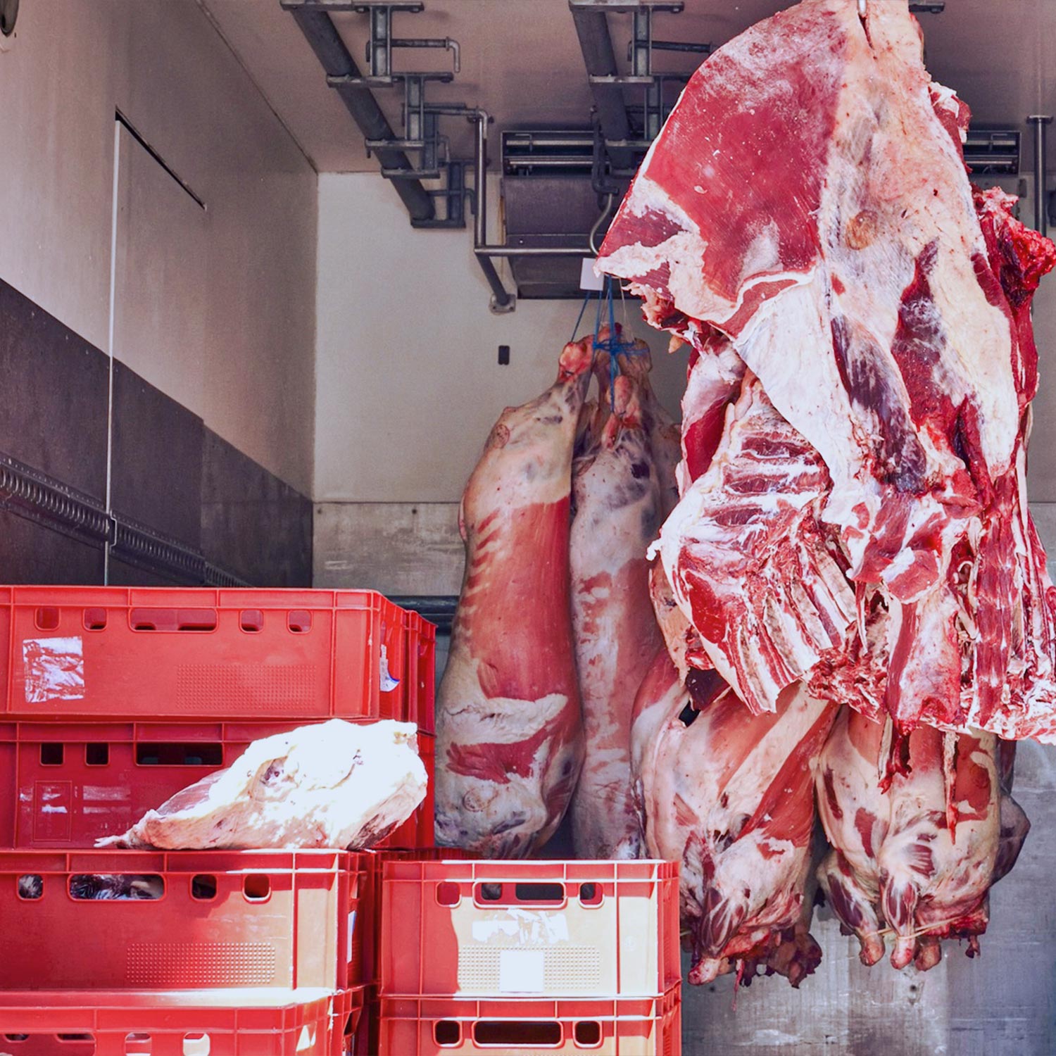 Manipulación en crudo y conservación de alimentos (INAD030PO)